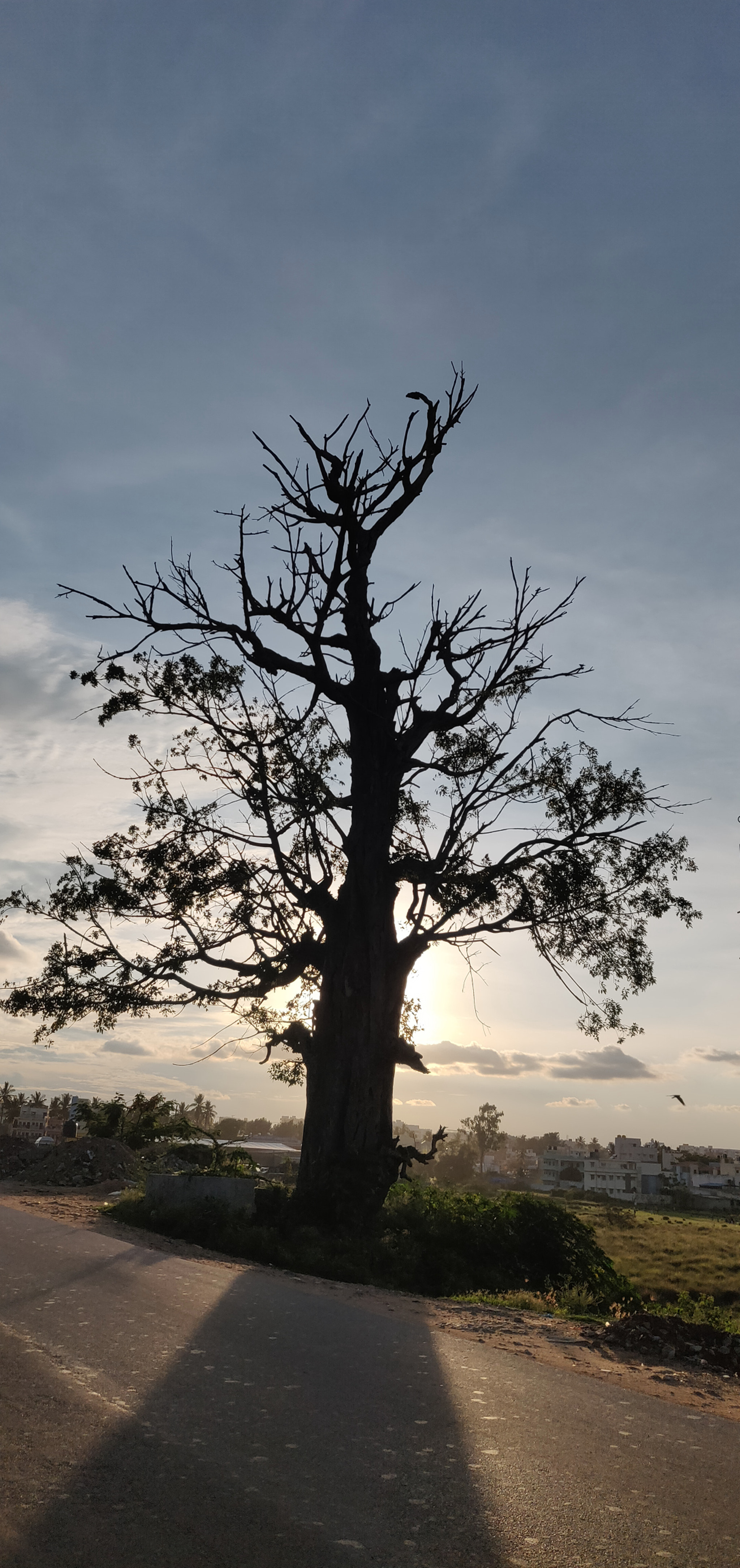 OnePlus A6000 sample photo. The dry beauty photography