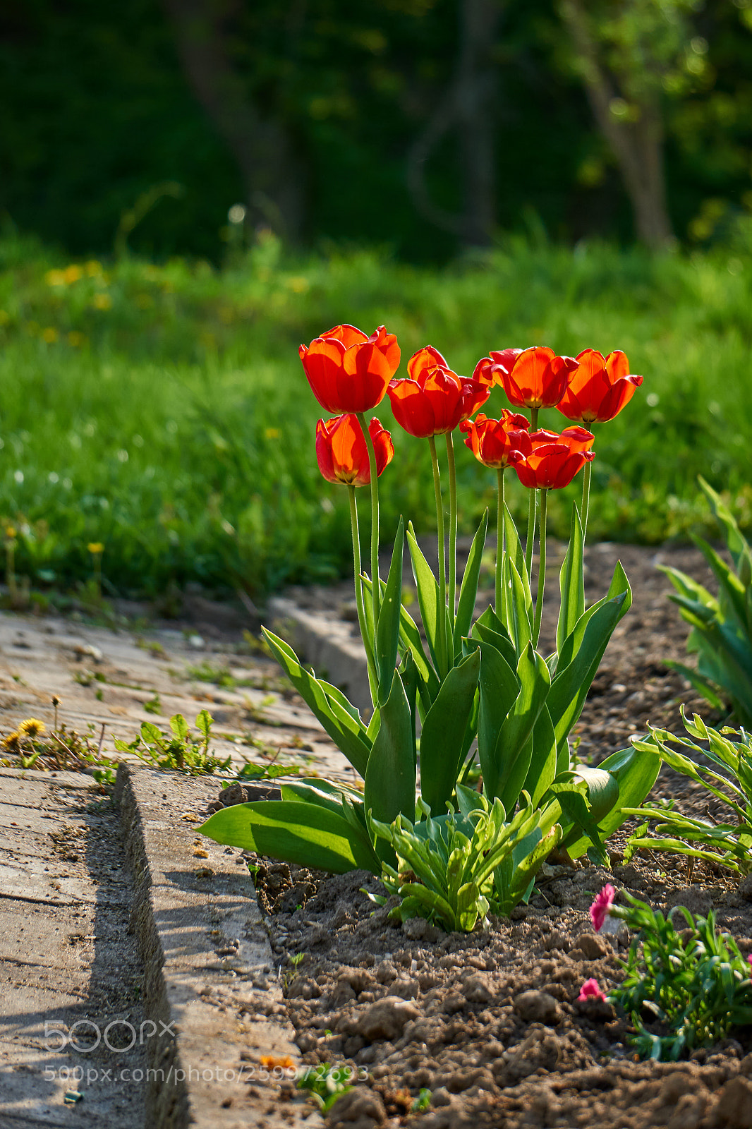 Sony a6000 sample photo. Tulips photography
