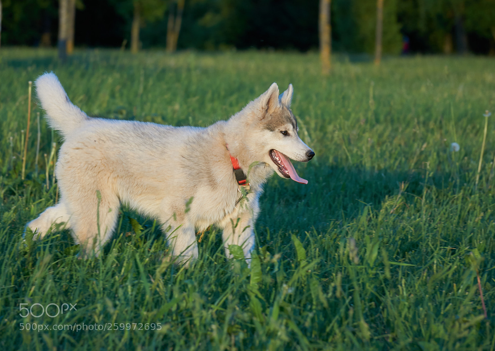 Sony a6000 sample photo. Husky puppy photography