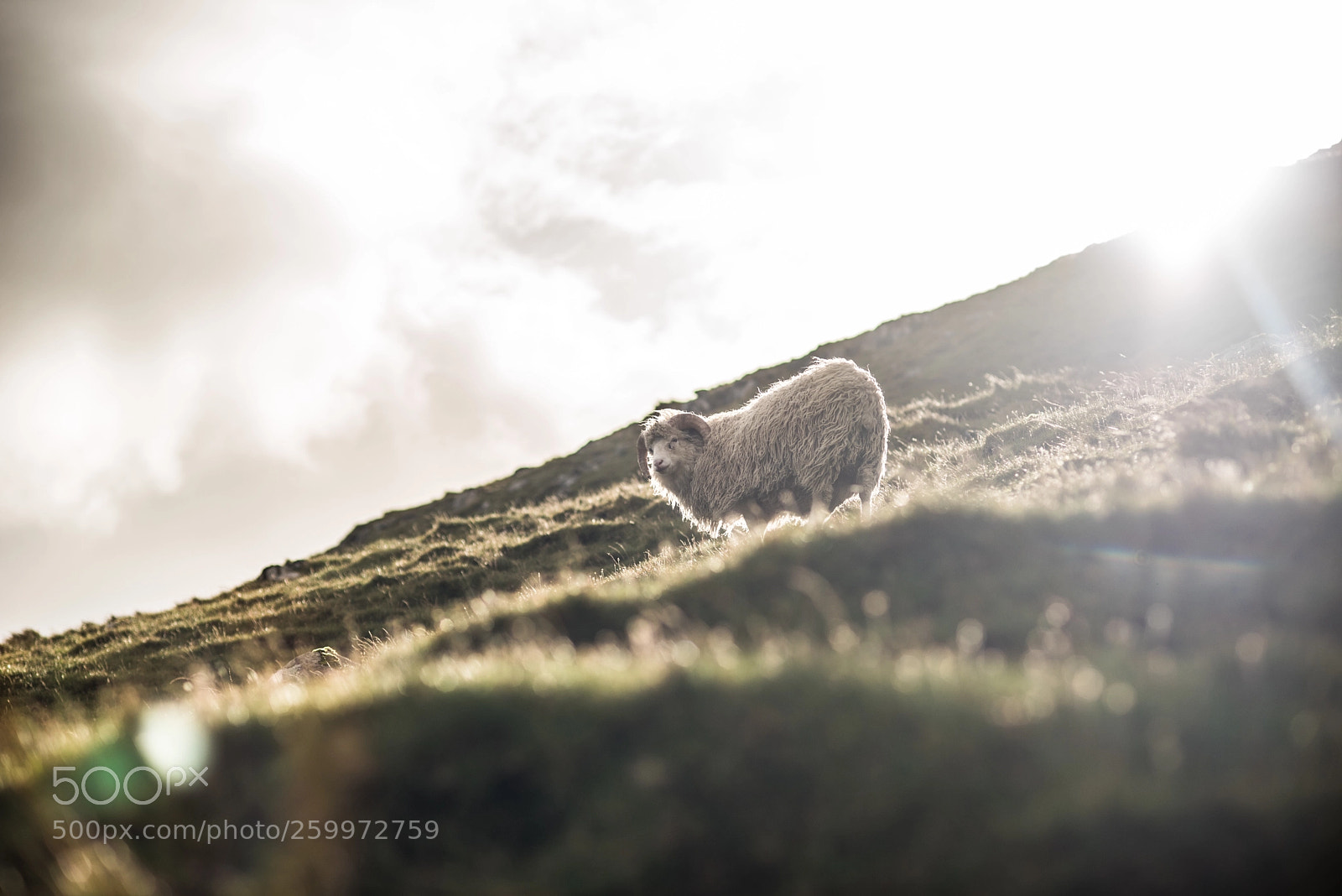 Nikon D750 sample photo. Faroe islands. photography