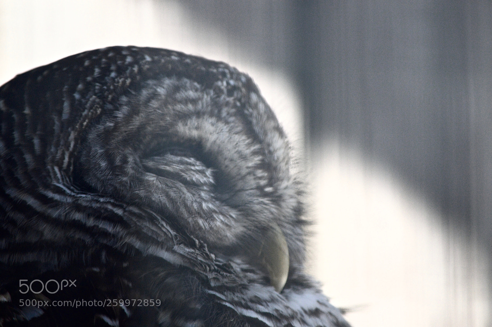 Nikon D3200 sample photo. Owl photography