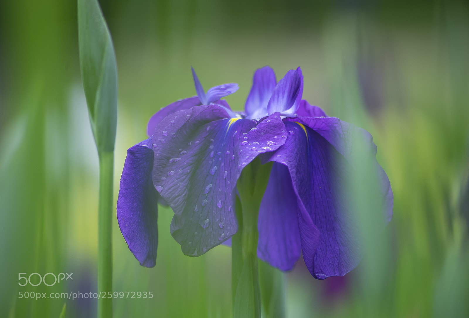 Sony a7 II sample photo. The iris flowers will photography