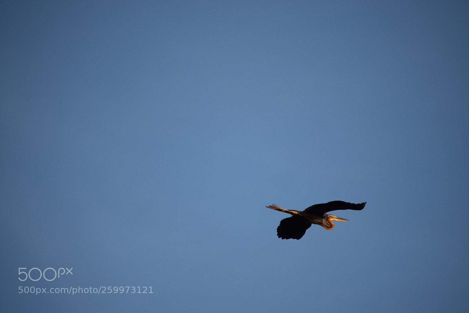 Nikon D5300 sample photo. Purple heron photography