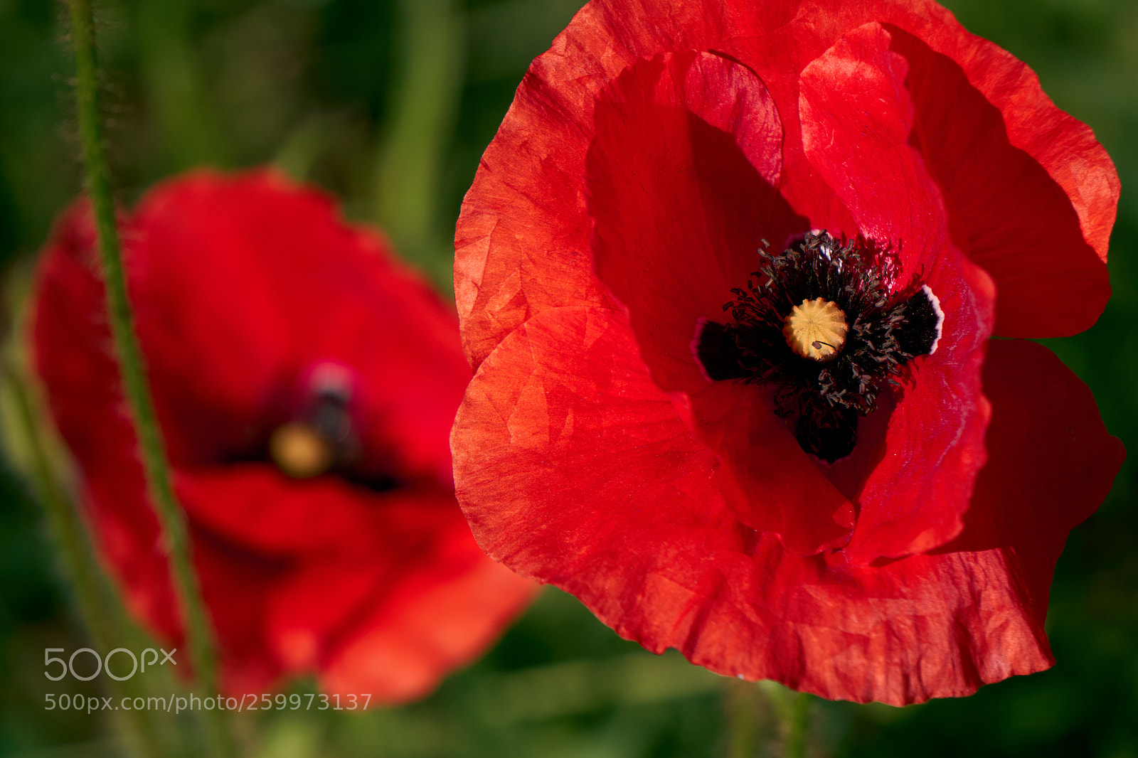 Sony a6000 sample photo. Poppy flower photography