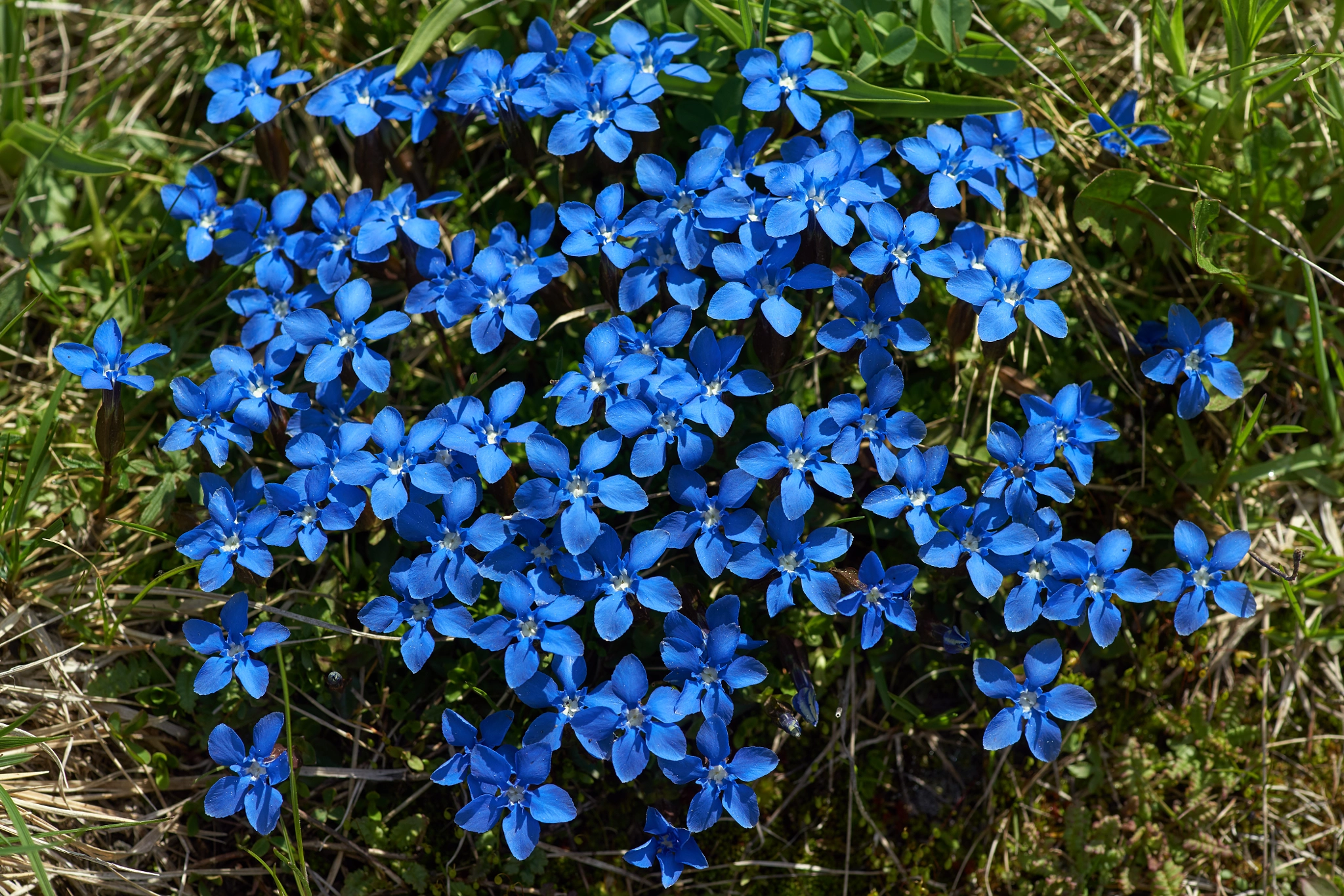 Sony a99 II sample photo. Spring gentian photography