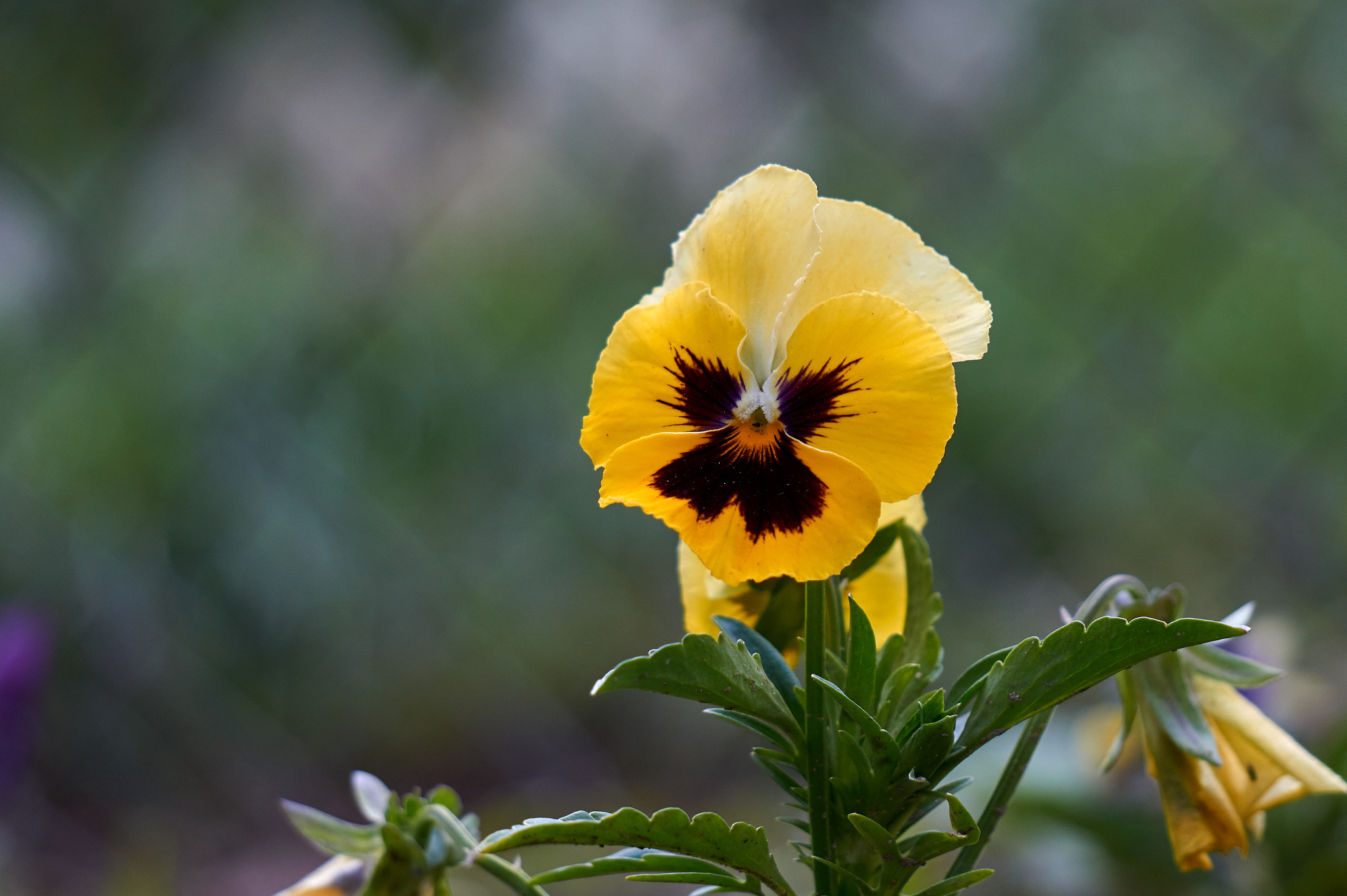 Sony Alpha a3500 sample photo. Pansies photography