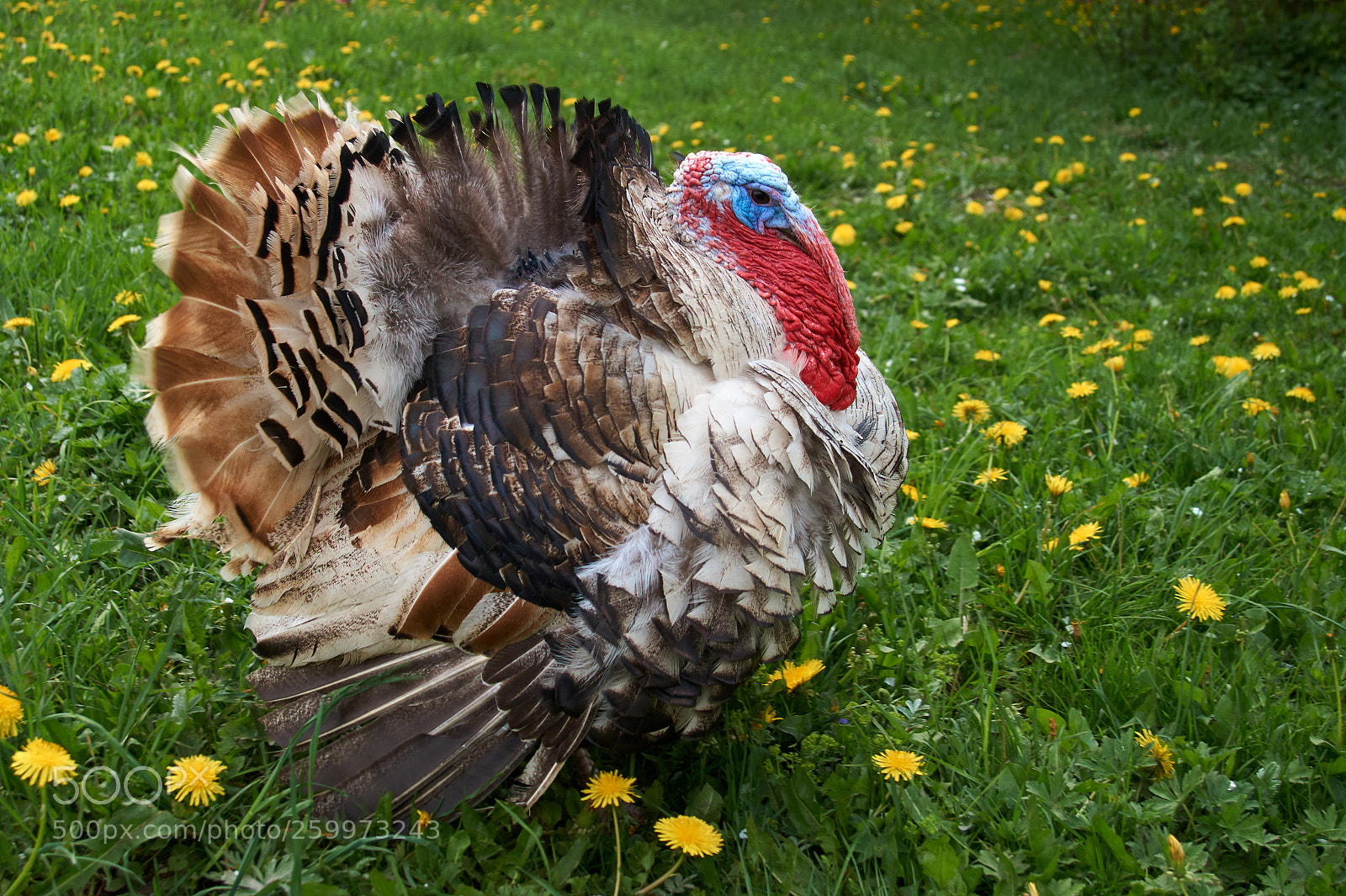 Sony SLT-A58 sample photo. Turkey bird photography