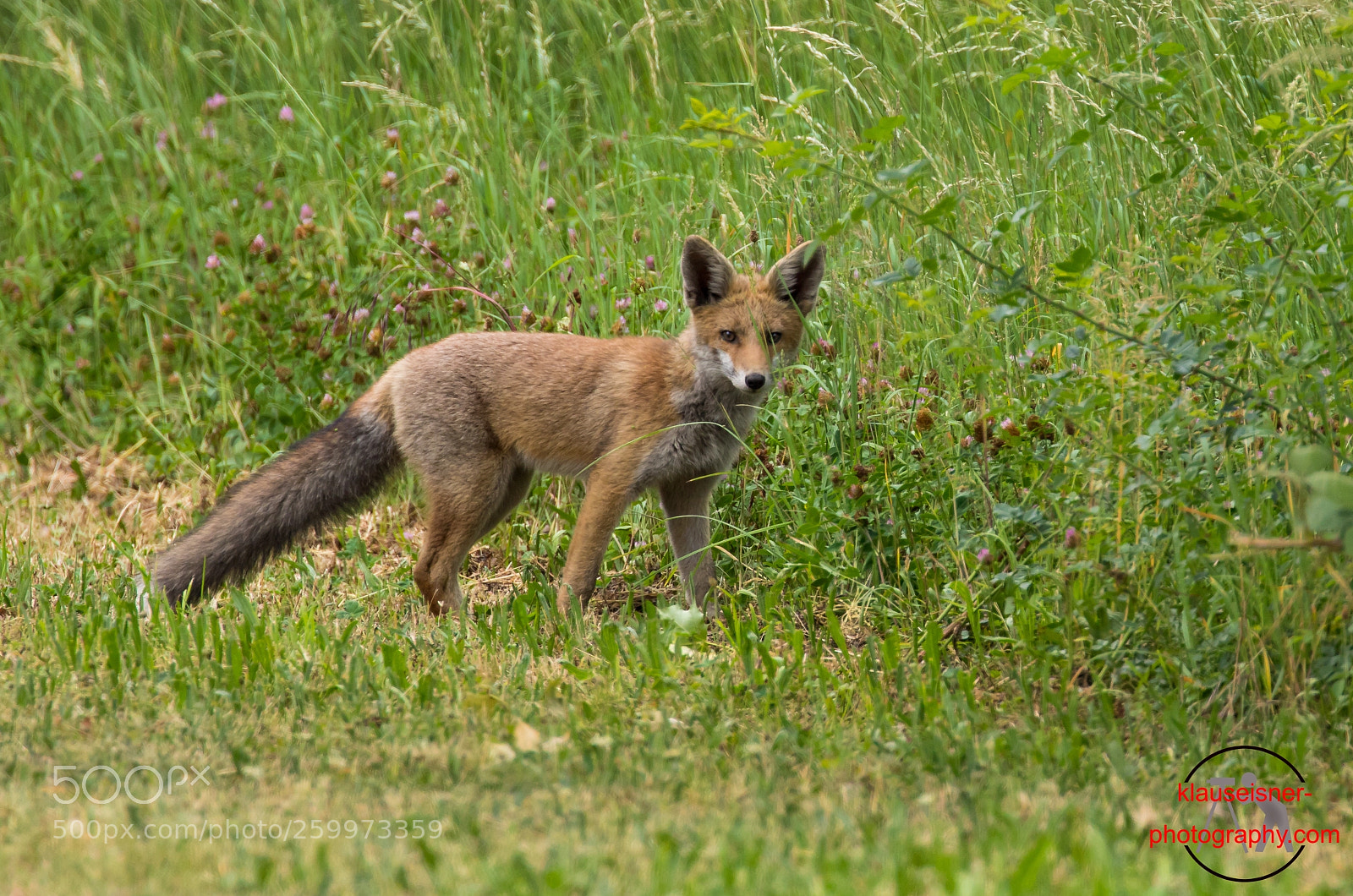 Canon EOS 5D Mark IV sample photo. Fuchs / fox photography