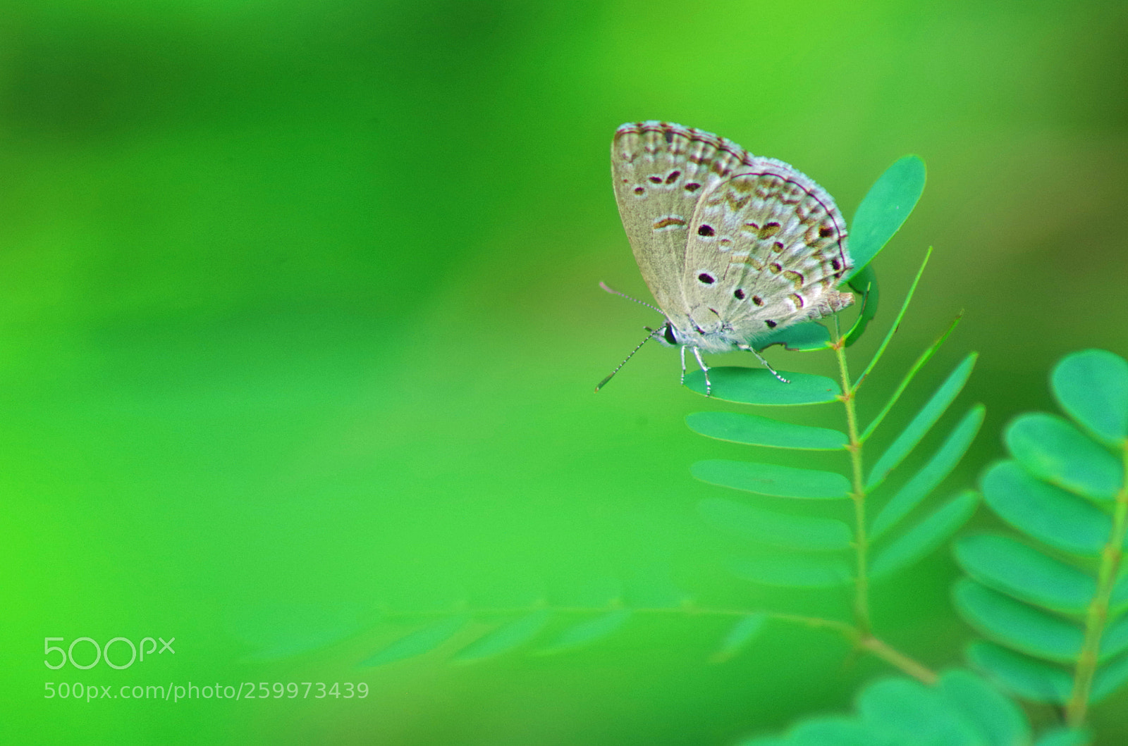 Pentax K-500 sample photo. Lime blue ! photography
