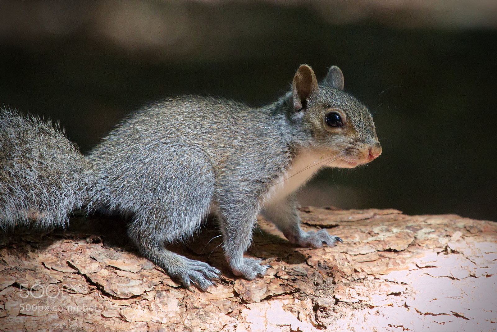 Canon EOS 70D sample photo. Young squirrel photography