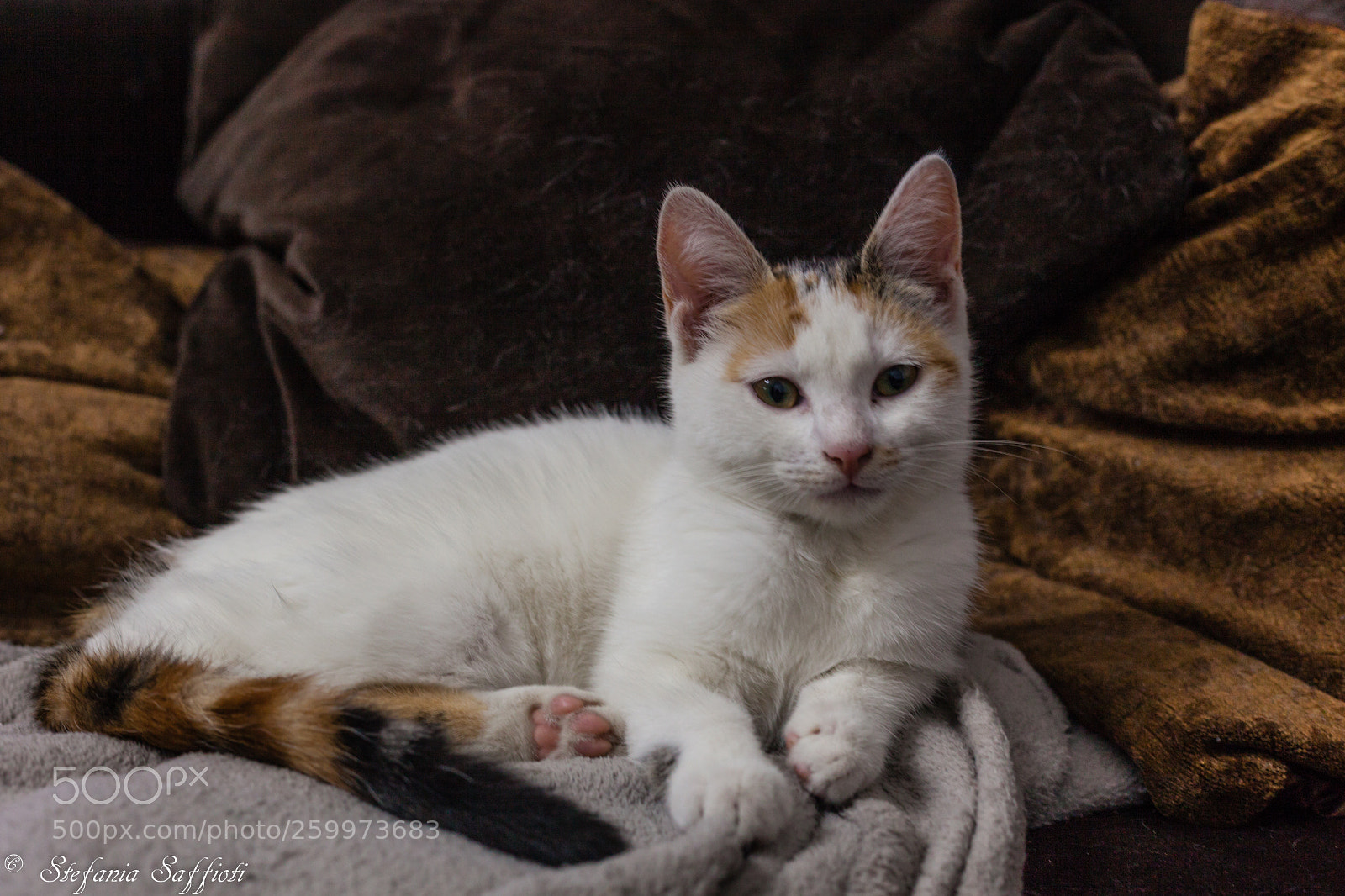 Canon EOS 5D Mark II sample photo. Sissi photography
