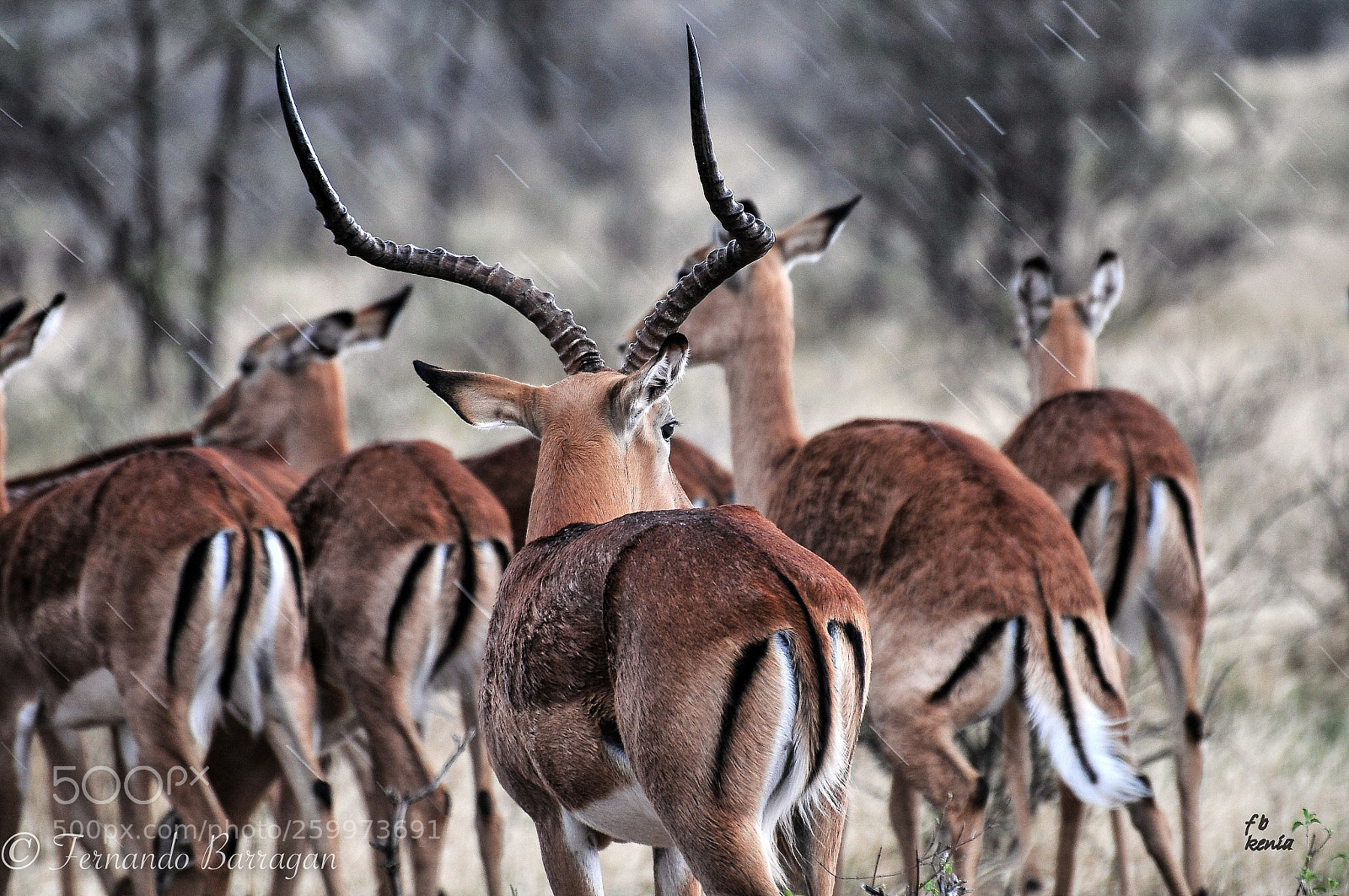 Nikon D300S sample photo. Impala bajo lluvia (de ) photography