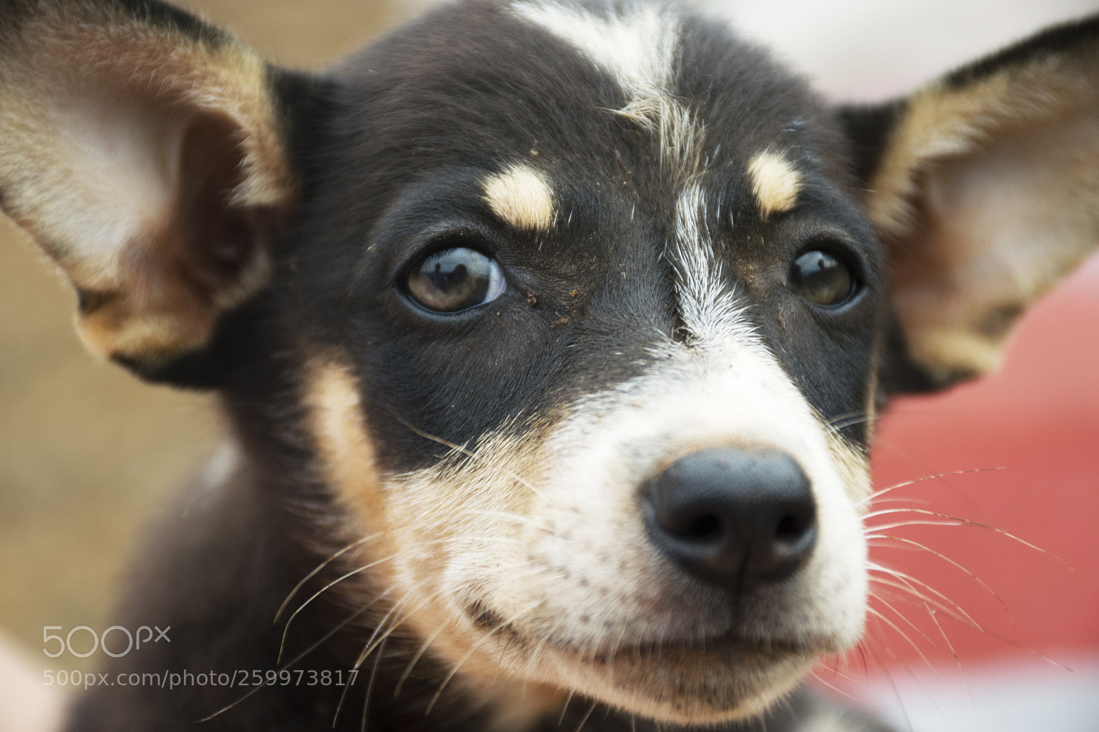 Nikon D5300 sample photo. A puppy in outdoors photography