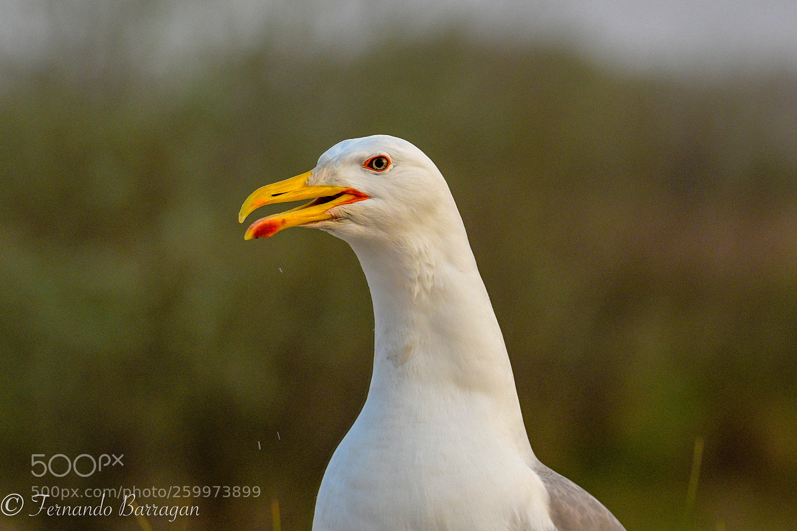 Nikon D500 sample photo. Gaviota retrato photography