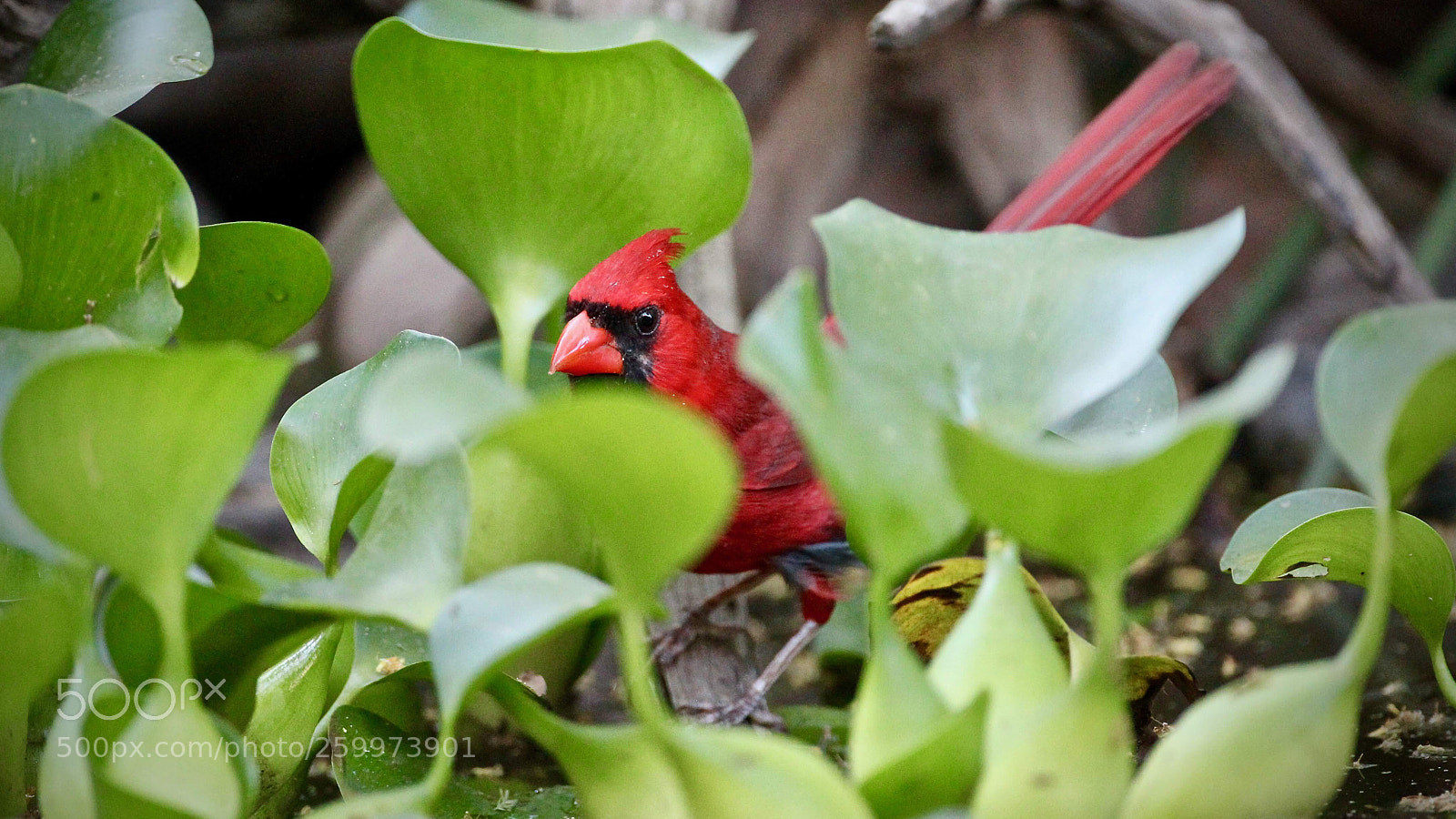 Canon EOS-1D Mark IV sample photo. Northern cardinal  photography