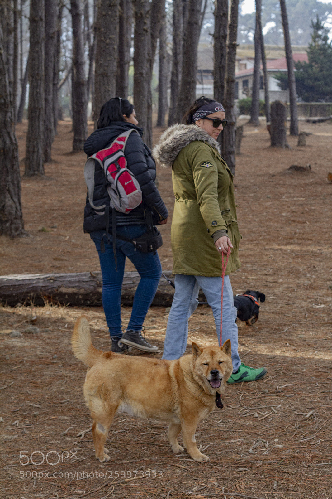 Canon EOS 7D sample photo. Taking a walk photography