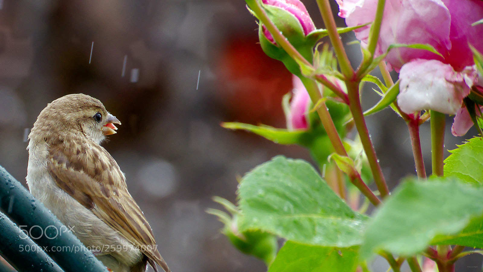 Pentax K-1 sample photo. Il pleut. photography