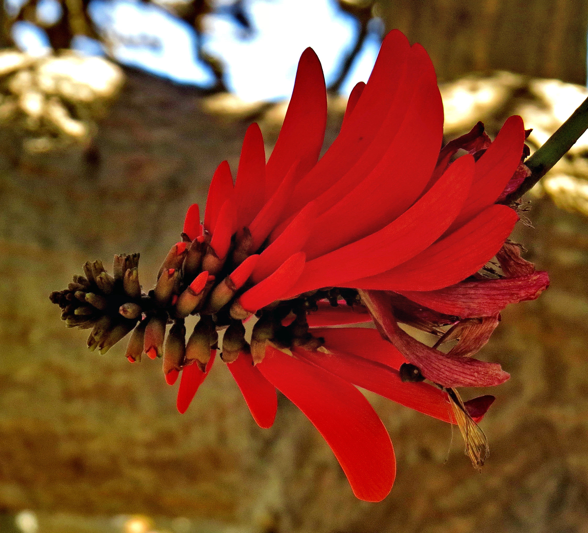 Canon PowerShot SX50 HS sample photo. A red pinecomb flower photography