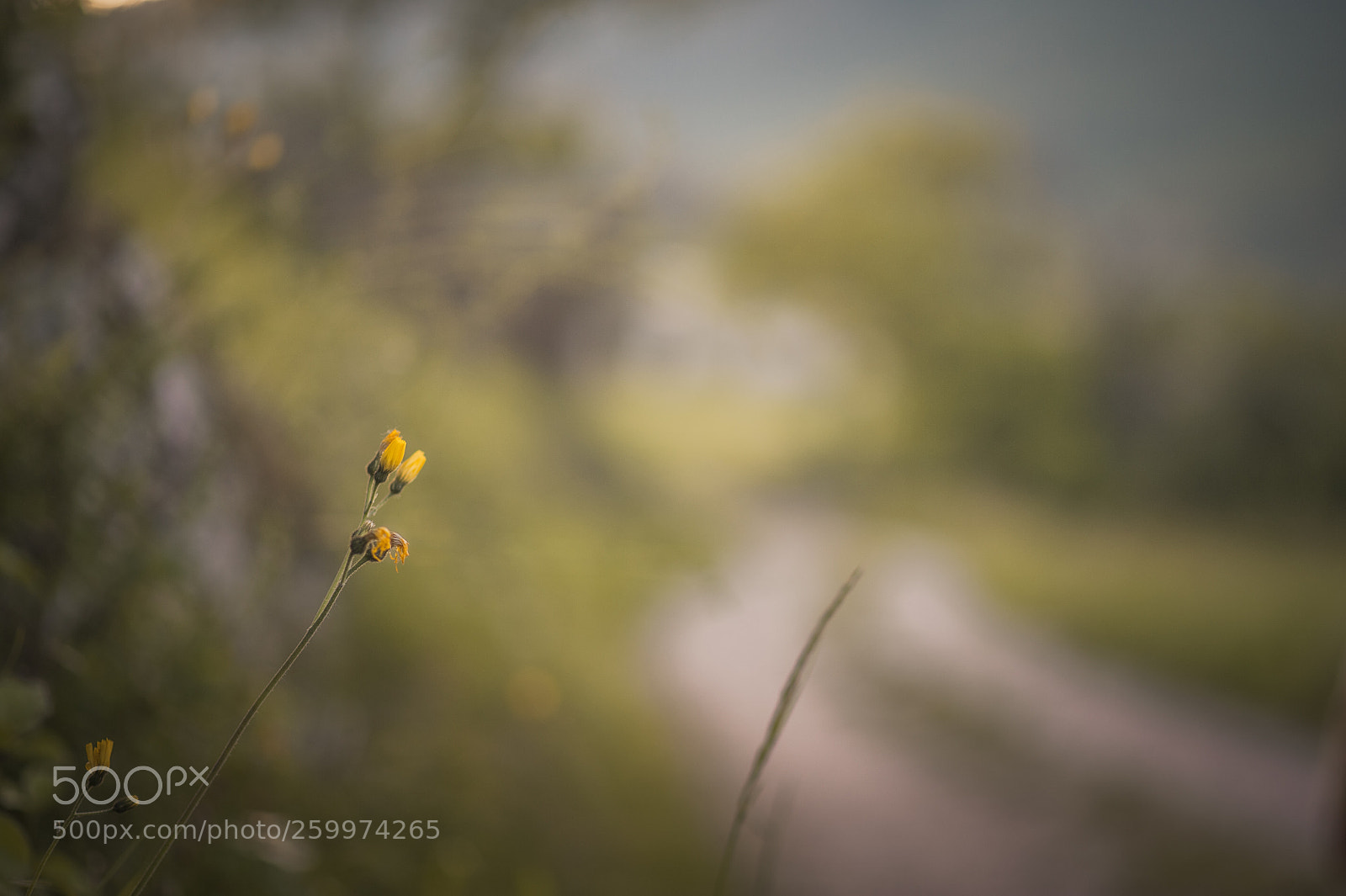 Nikon D700 sample photo. Px (sur ) photography