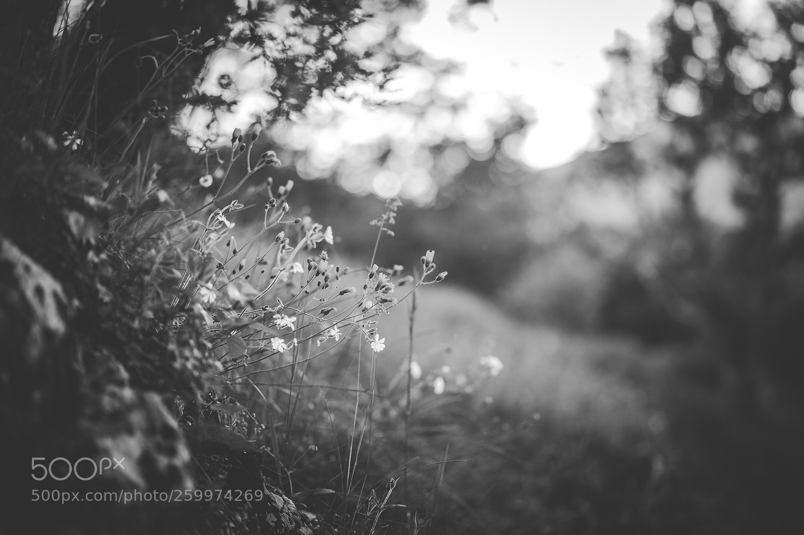 Nikon D700 sample photo. Px (sur ) photography