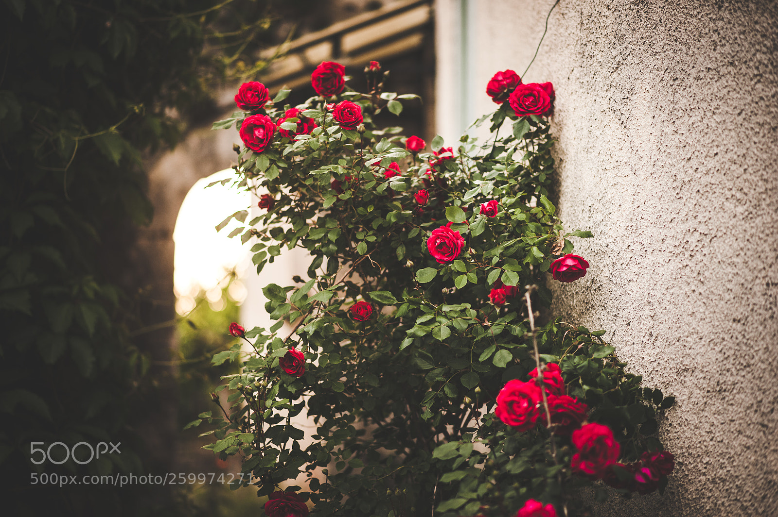 Nikon D700 sample photo. Px (sur ) photography