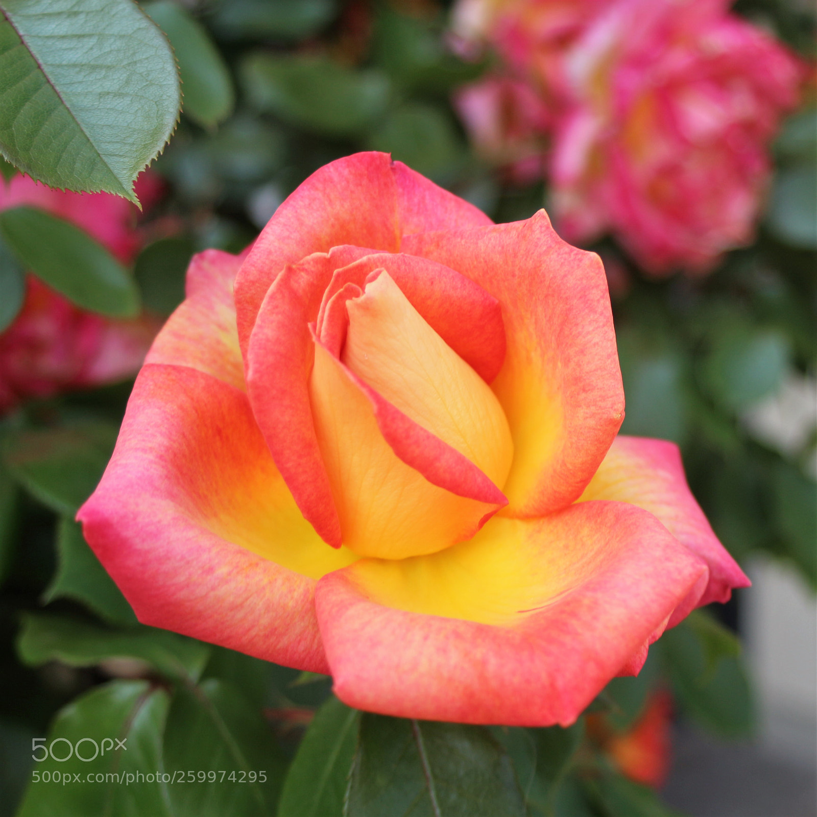 Canon EOS 100D (EOS Rebel SL1 / EOS Kiss X7) sample photo. A tender rose photography