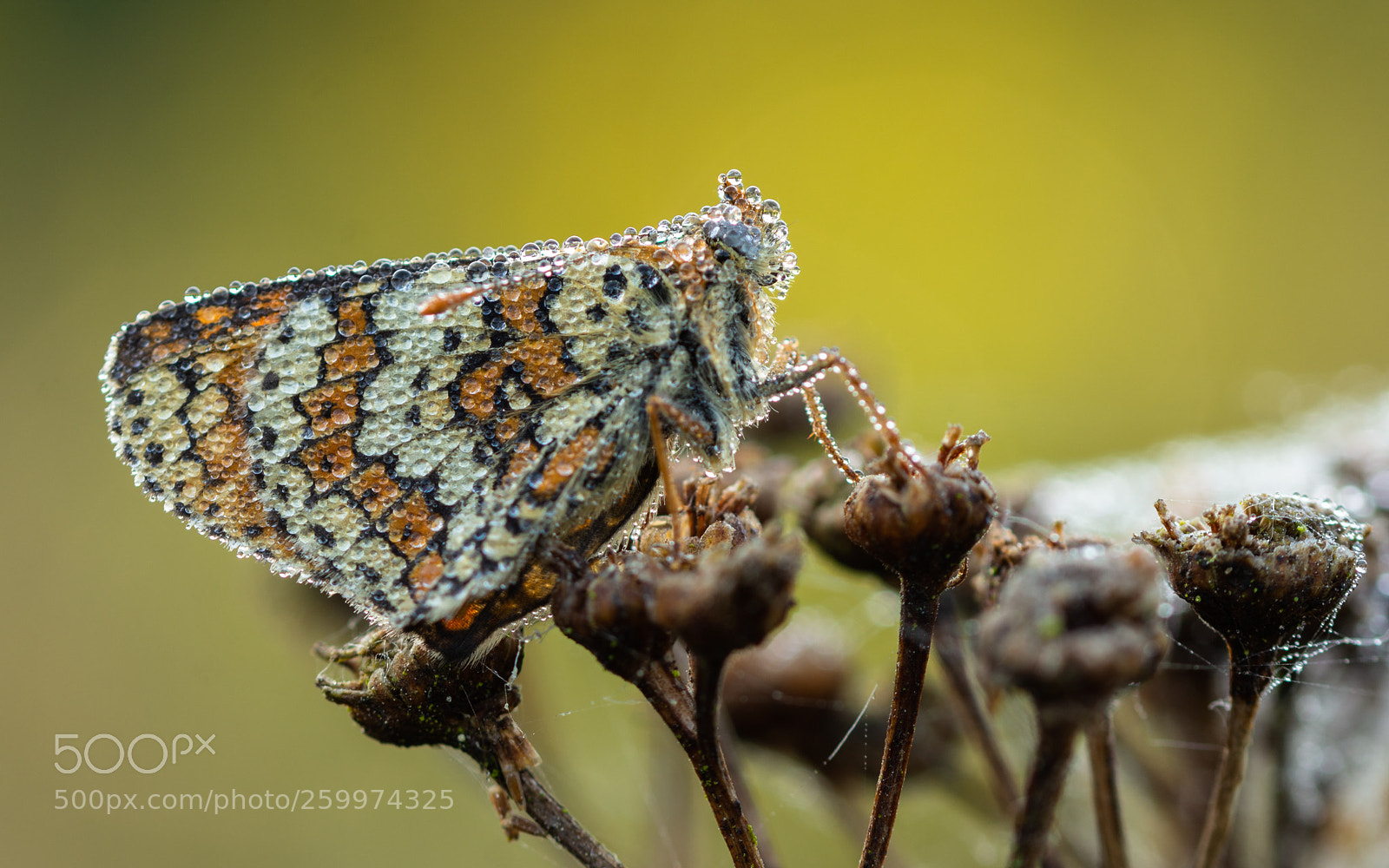 Nikon D7200 sample photo. Glanville fritillary with morning photography