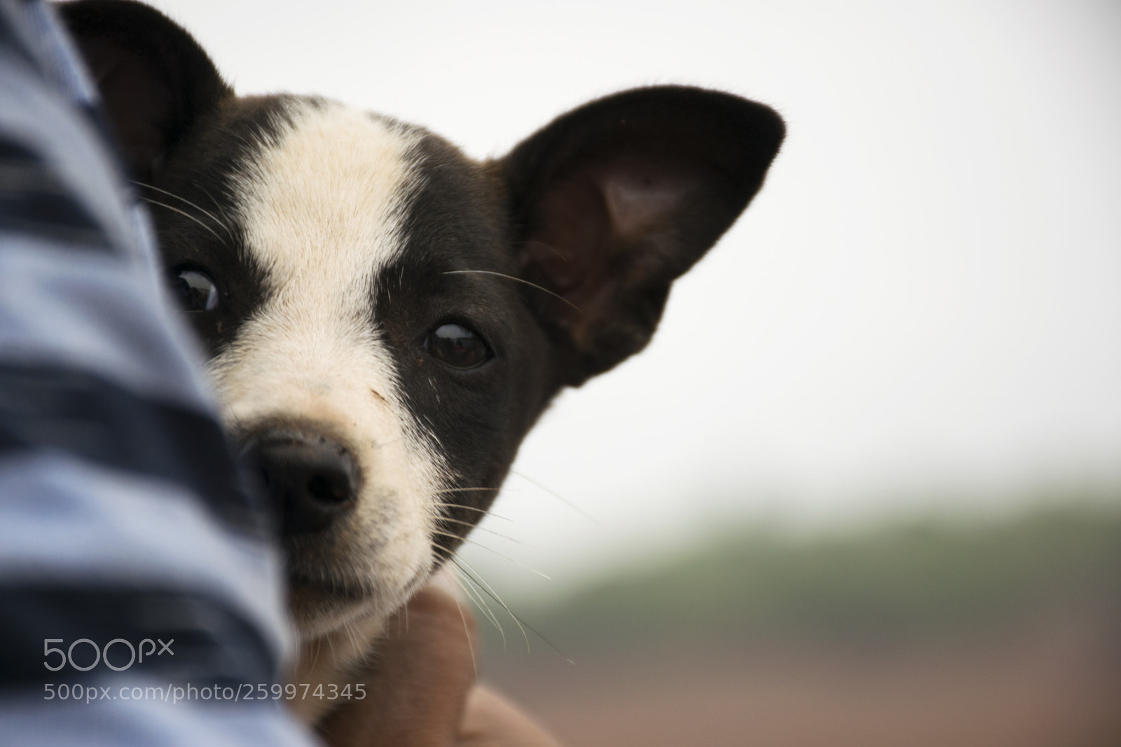 Nikon D5300 sample photo. A puppy in outdoors photography