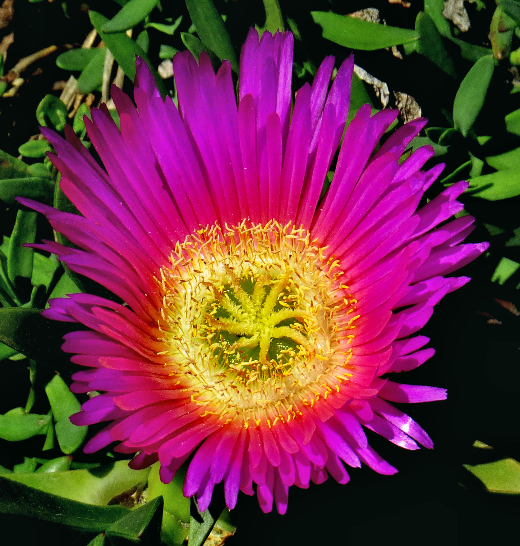 Canon PowerShot SX50 HS sample photo. A purple dandelion flower photography