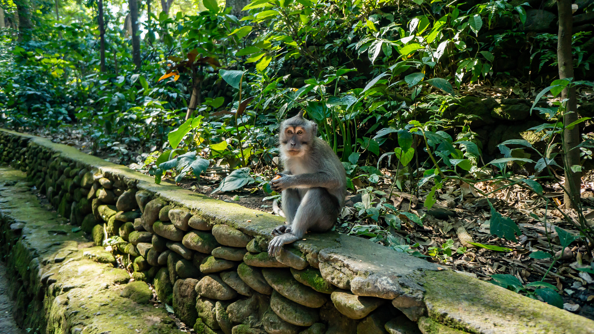 Sony Alpha NEX-5T sample photo. Monkey see photography
