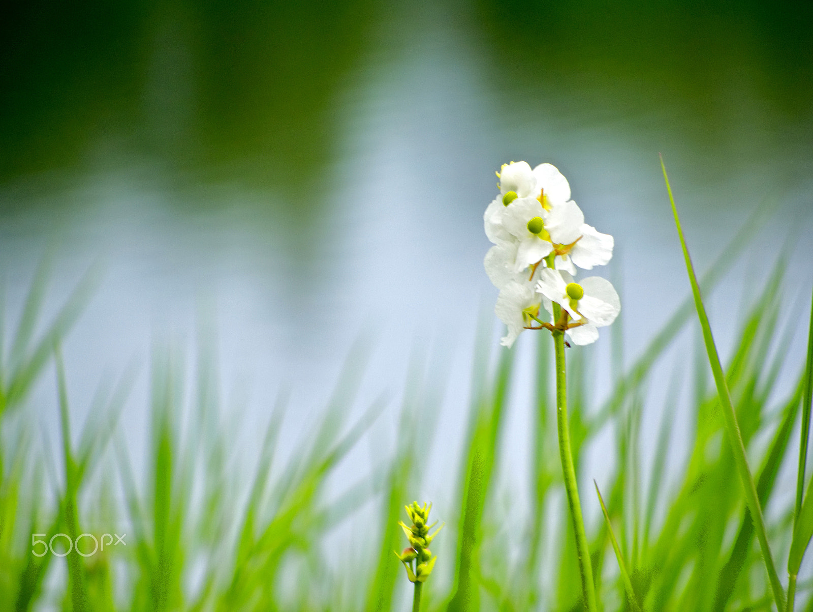 Panasonic Lumix DMC-G85 (Lumix DMC-G80) sample photo. Bloom by the lake photography