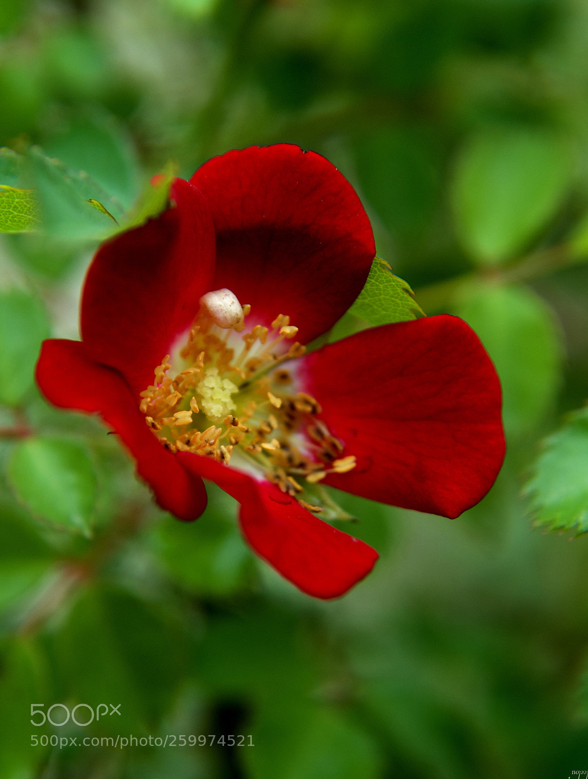 Nikon D3100 sample photo. My rose* photography