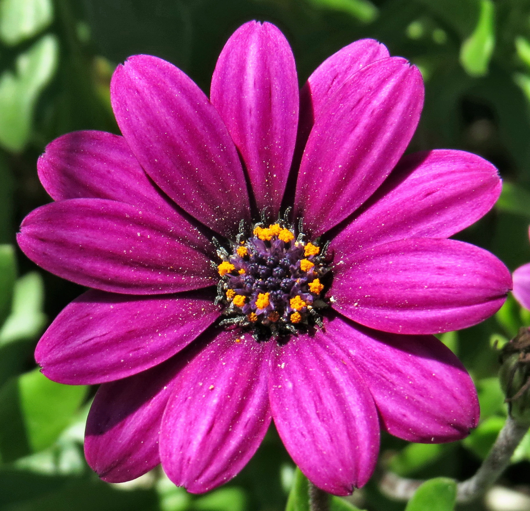 Canon PowerShot SX50 HS + 4.3 - 215.0 mm sample photo. A purple daisy flower photography