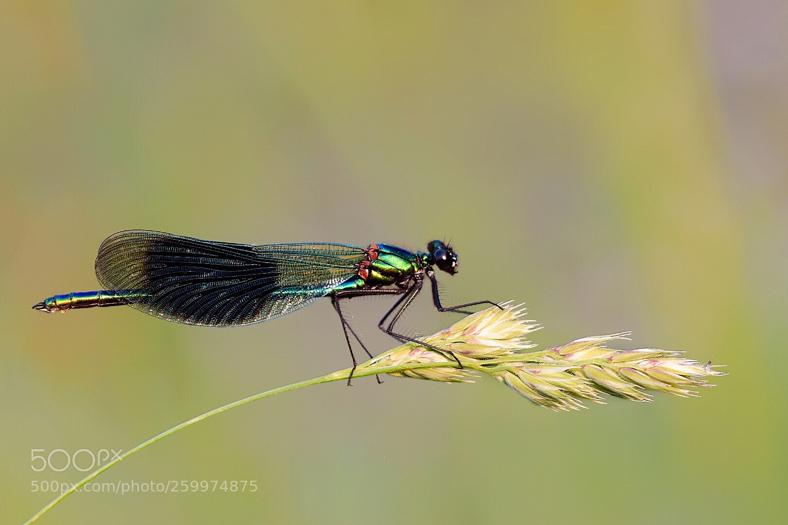 Nikon D5600 sample photo. Dragonflies.. so elegant and photography