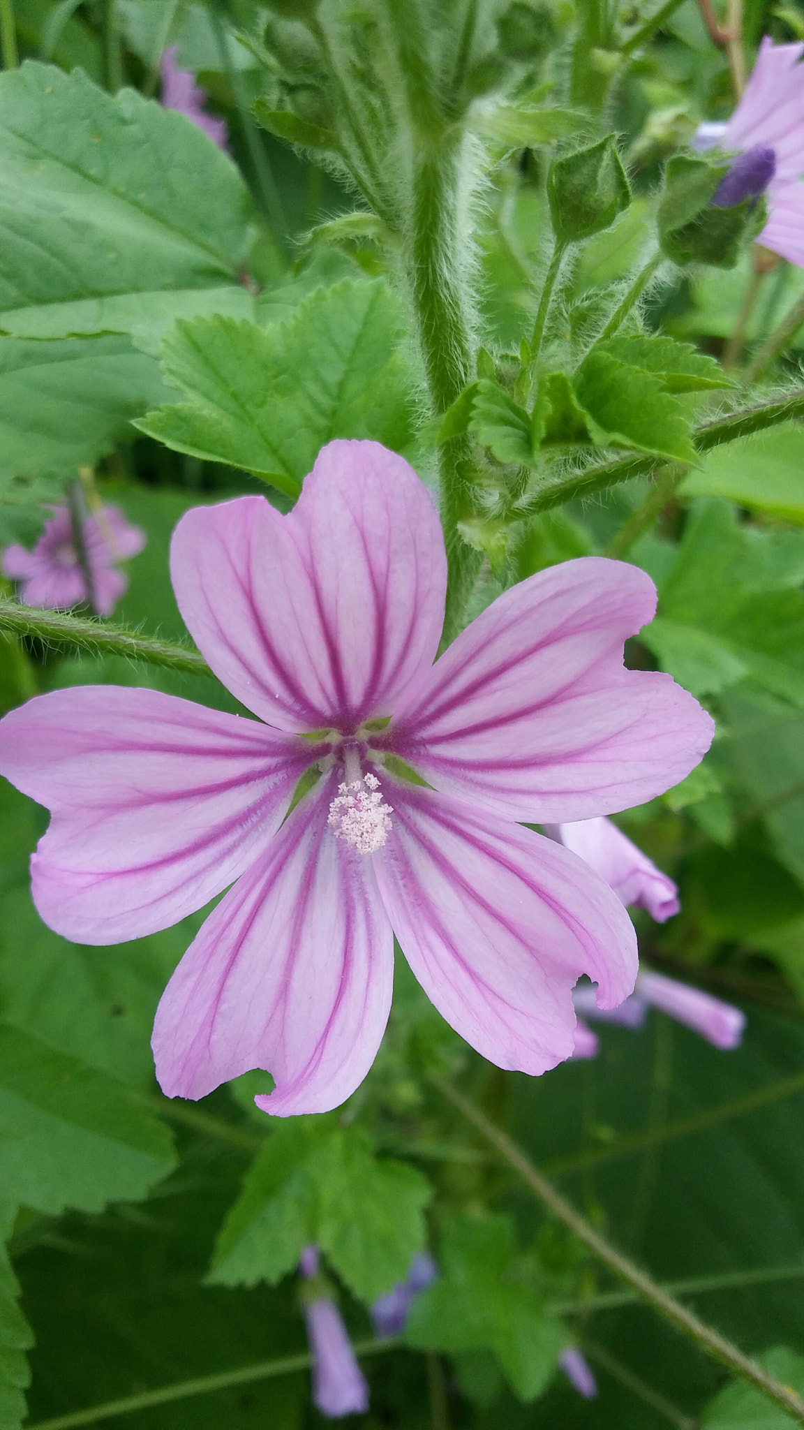 LG K10 sample photo. Mallow flower photography