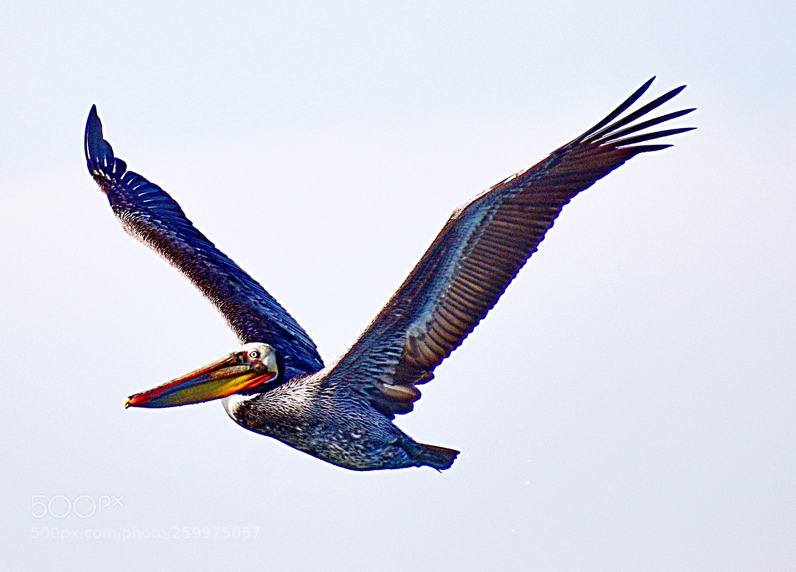 Nikon D7200 sample photo. Pelican flying in the photography