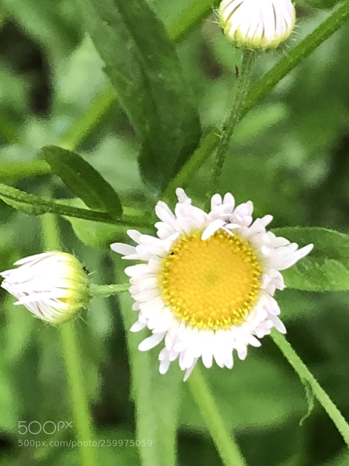 Apple iPhone 8 sample photo. Some little white flowers photography