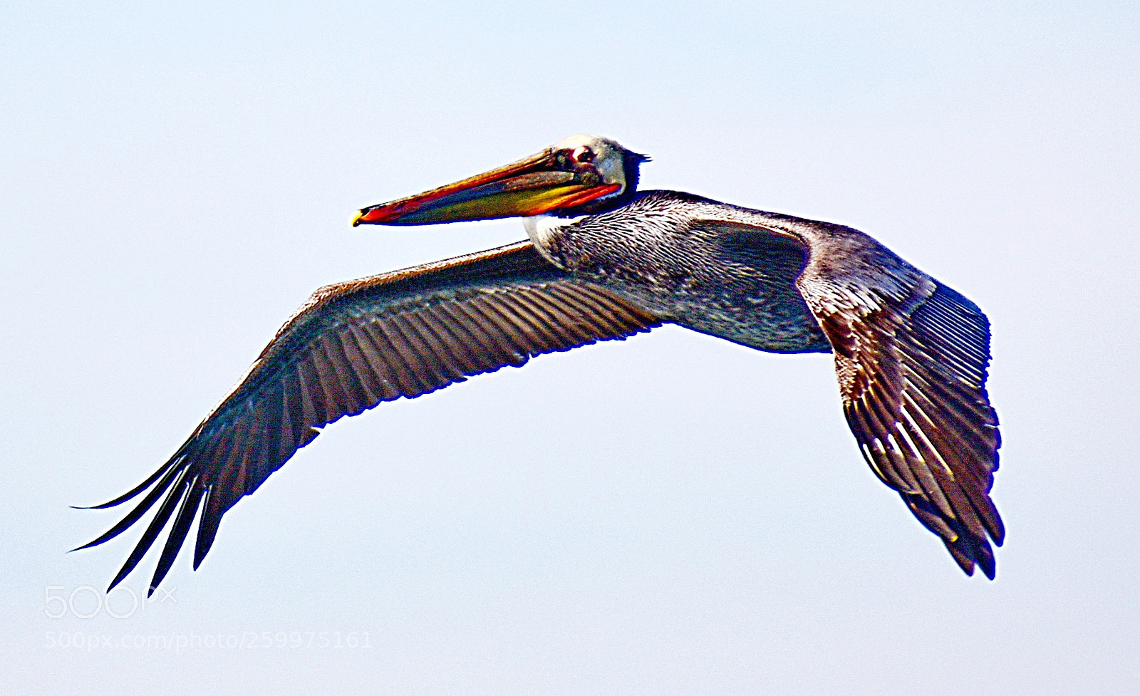 Nikon D7200 sample photo. Pelican flying in the photography