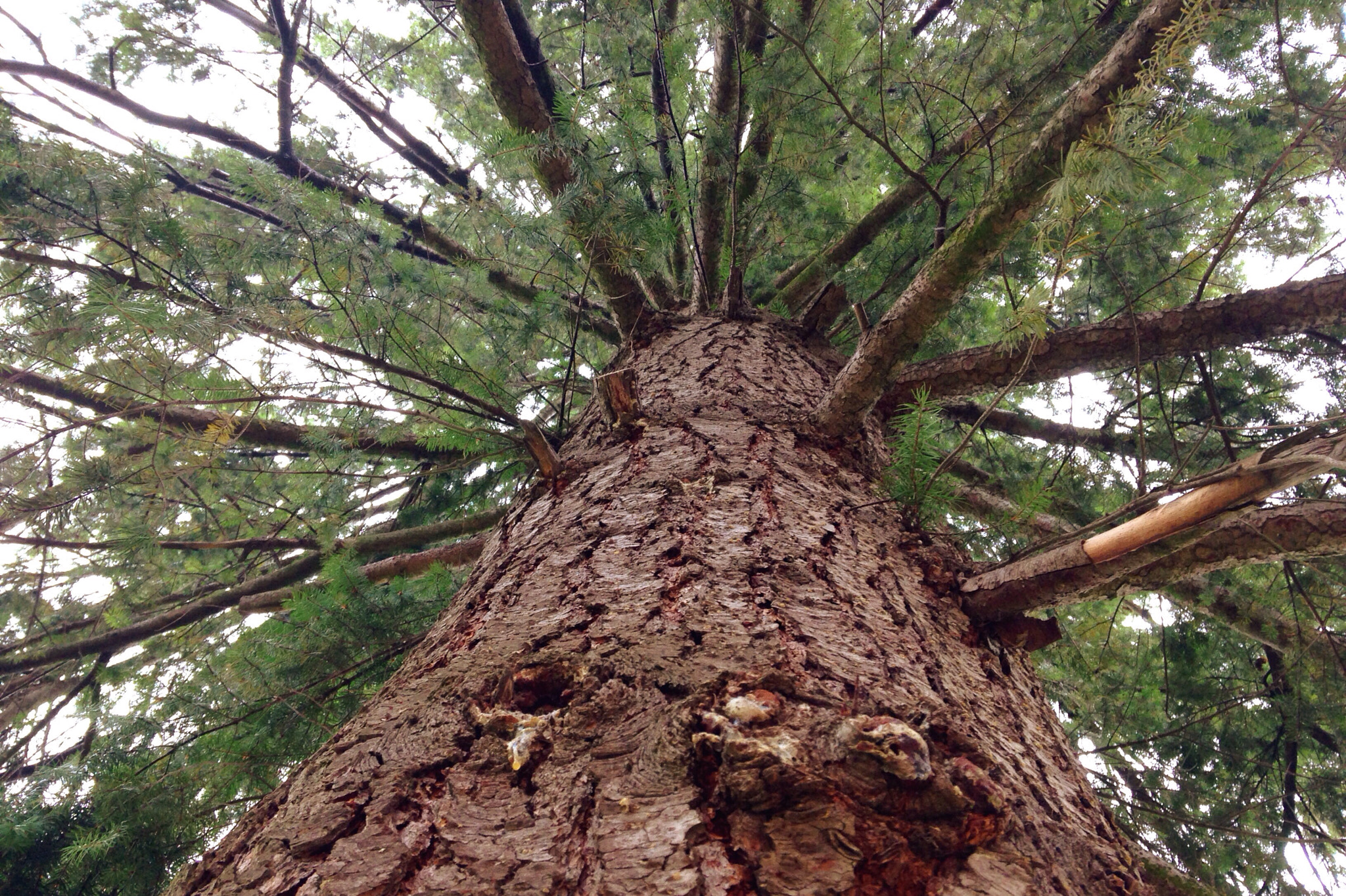 Apple iPhone 5c sample photo. Tall photography