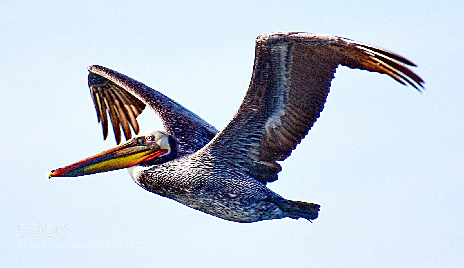 Nikon D7200 sample photo. Pelican flying in the photography