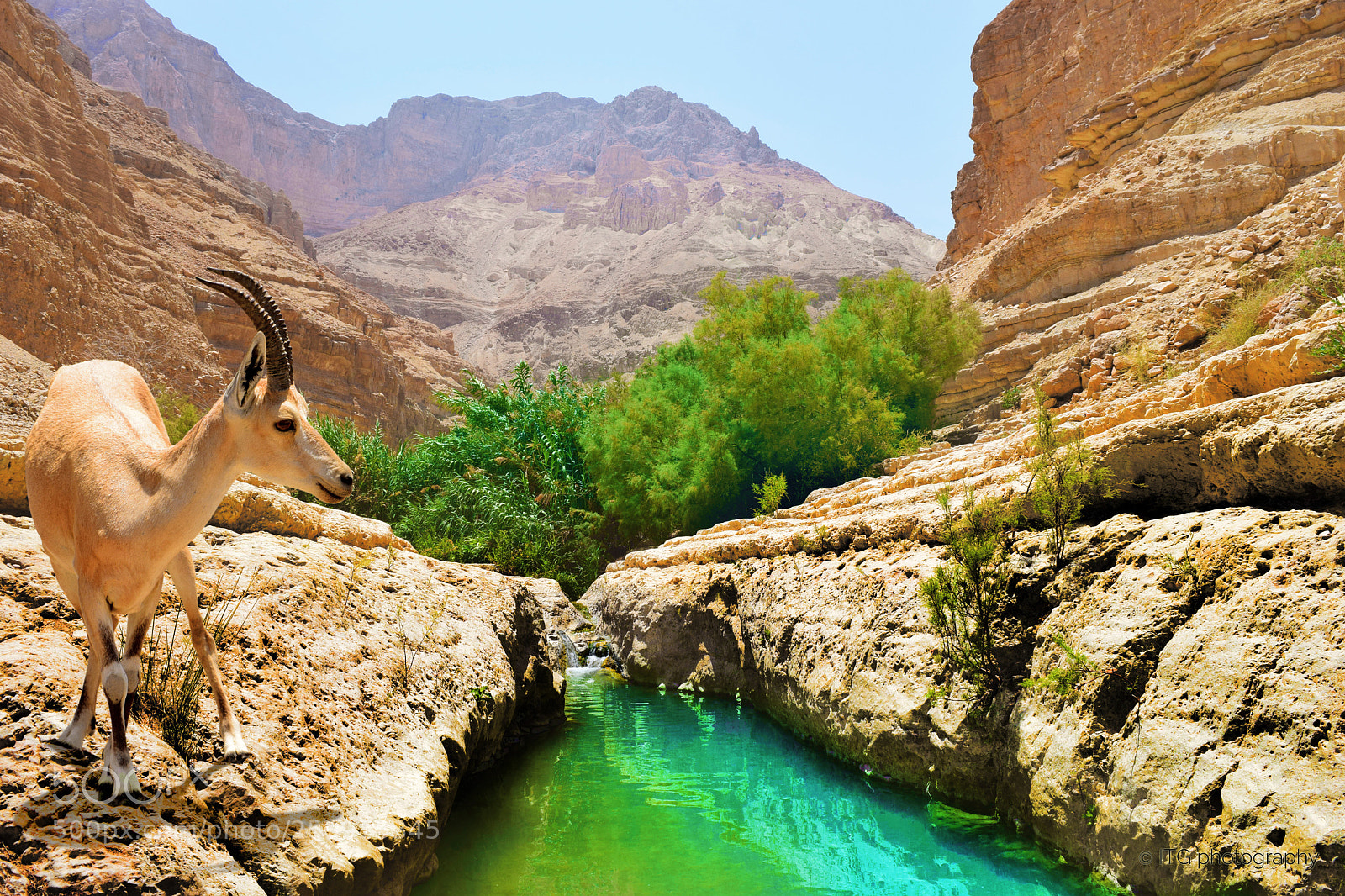 Nikon D5300 sample photo. Nubian ibex in the photography
