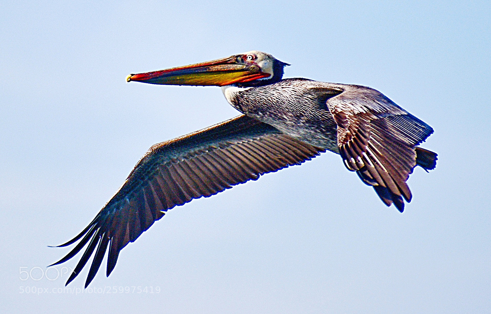 Nikon D7200 sample photo. Pelican flying in the photography