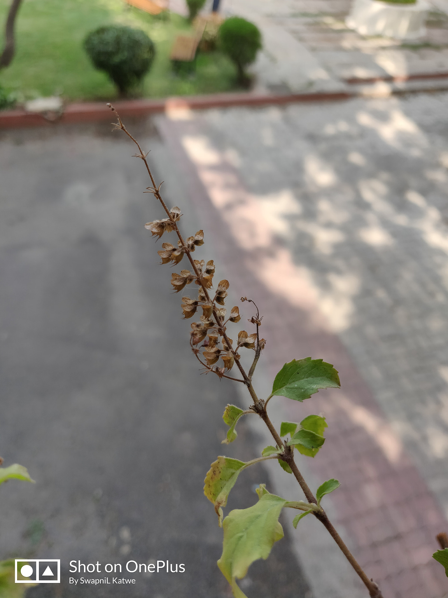 OnePlus A6000 sample photo