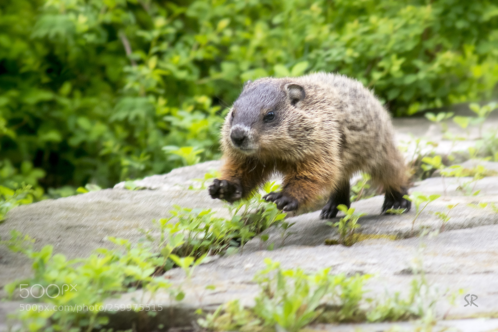 Nikon D7100 sample photo. A couple baby groundhogs photography