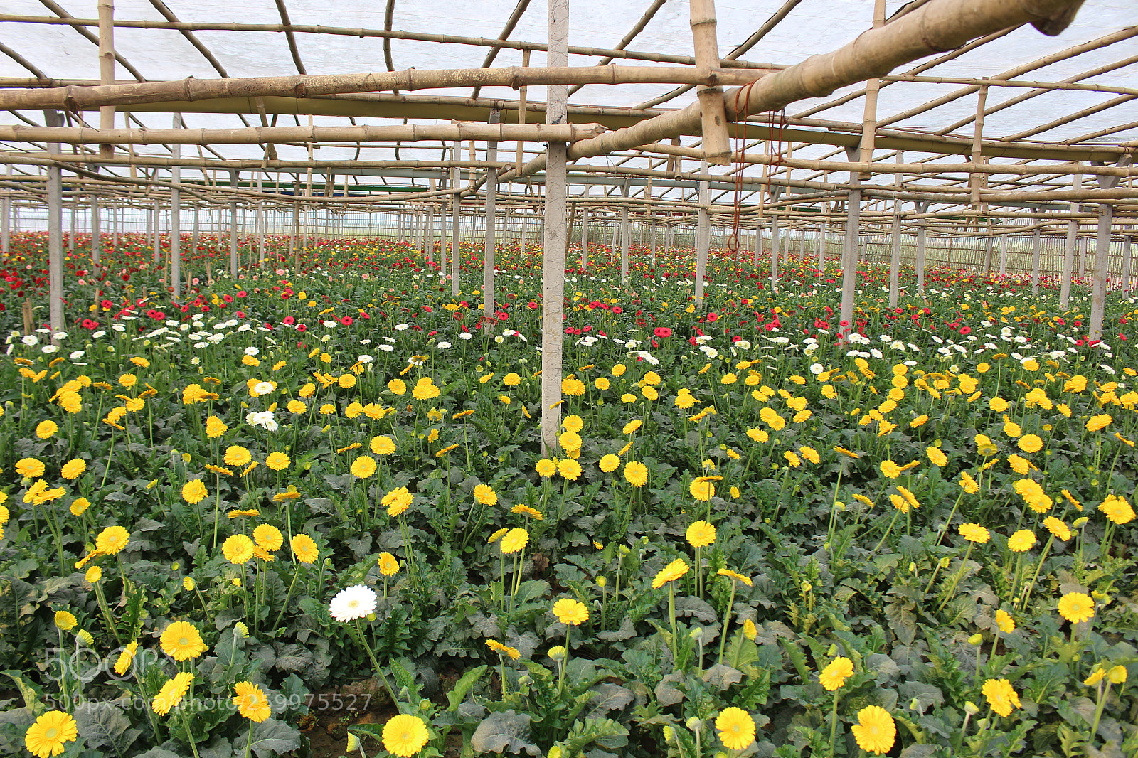 Canon EOS 700D (EOS Rebel T5i / EOS Kiss X7i) sample photo. Flower garden photography