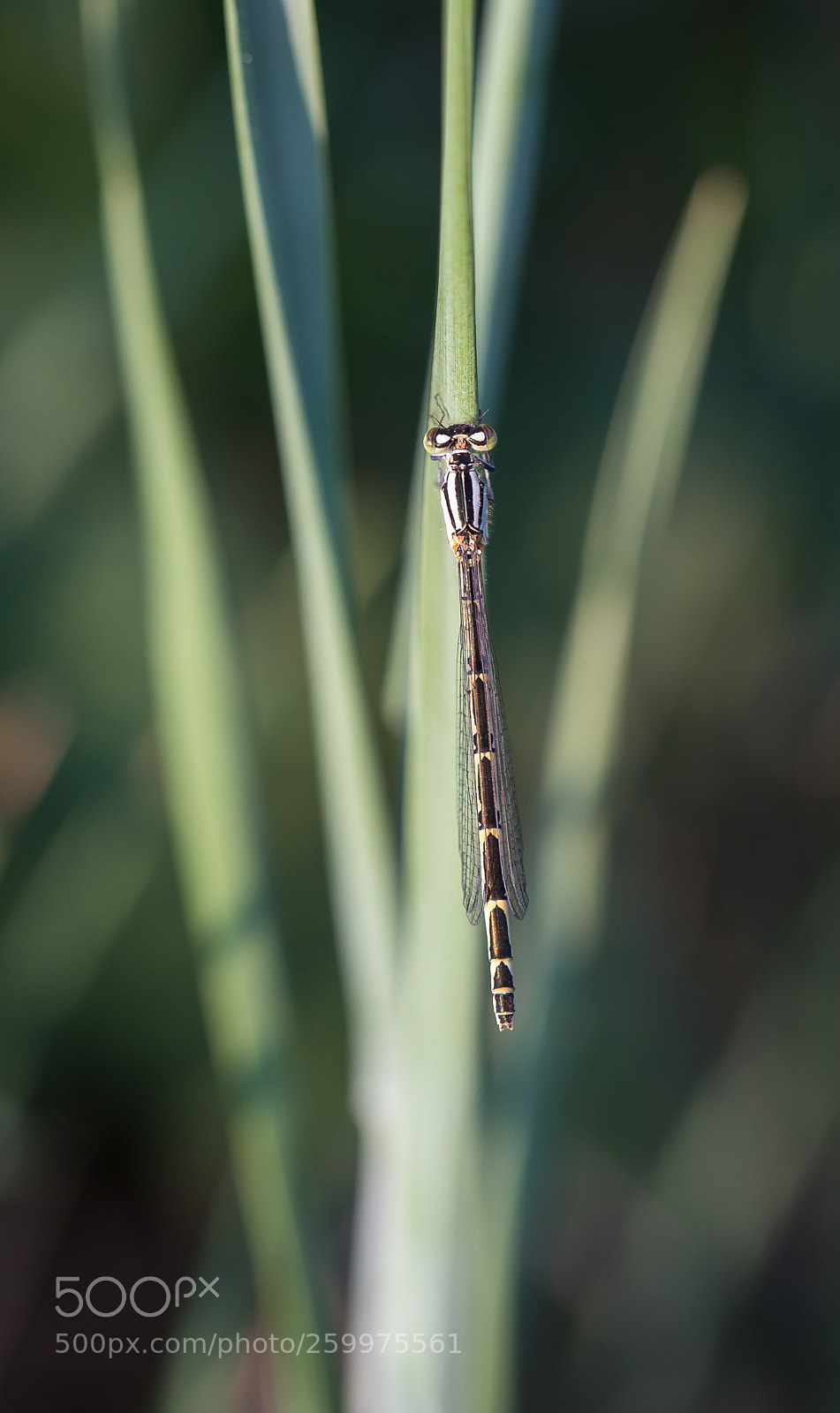 Canon EOS 6D sample photo. Damselfly photography