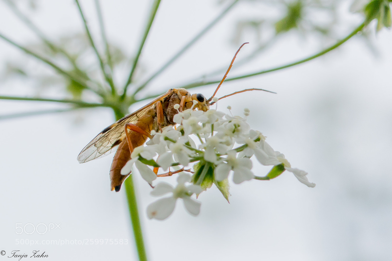 Canon EOS 77D (EOS 9000D / EOS 770D) sample photo. Insect photography