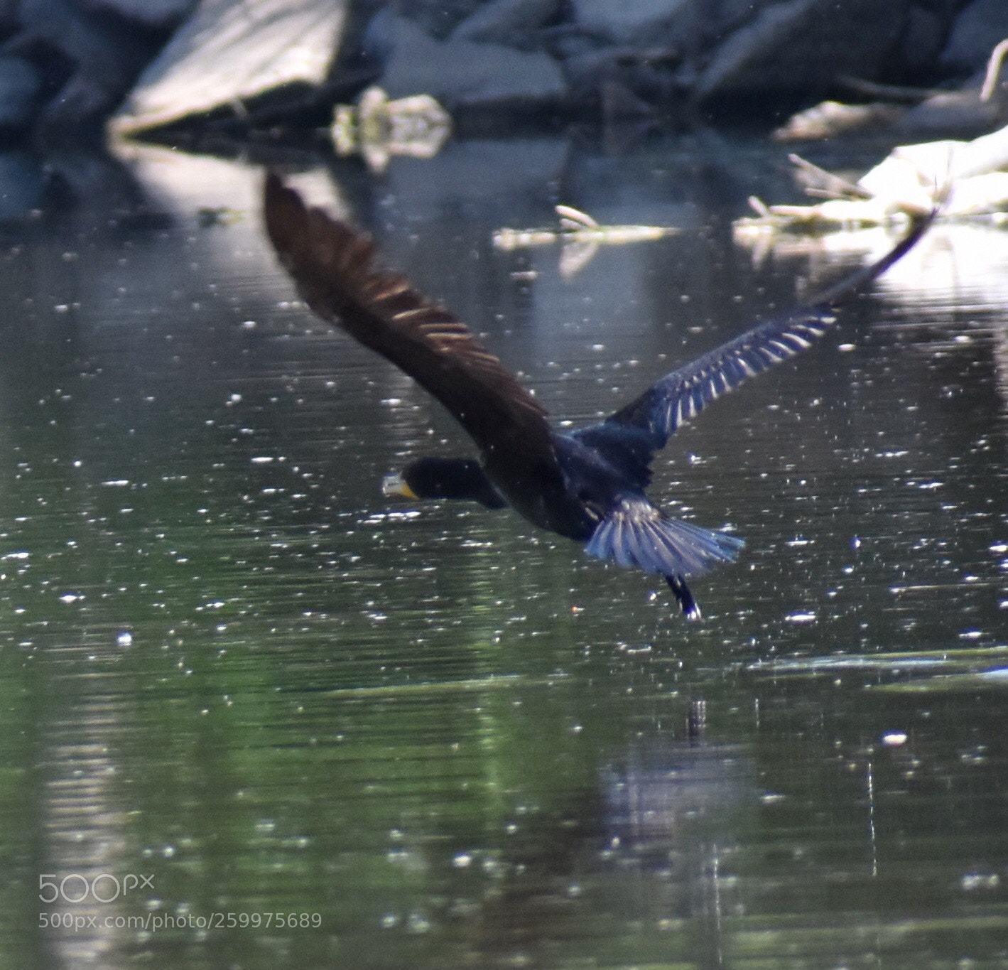 Nikon D3400 sample photo. Double-crested cormorant flying photography