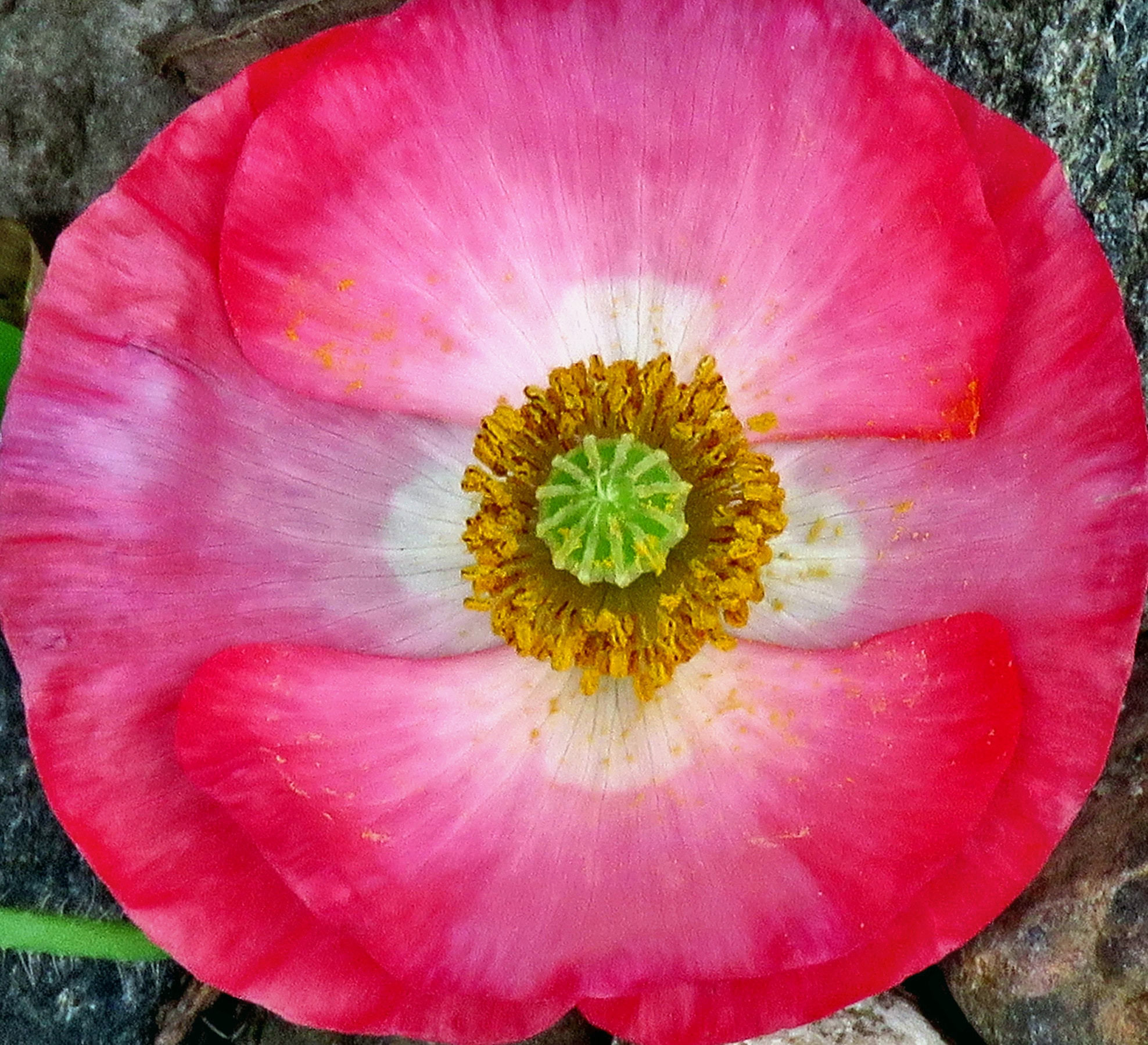 Canon PowerShot SX60 HS sample photo. A lovely pink flower in the garden photography