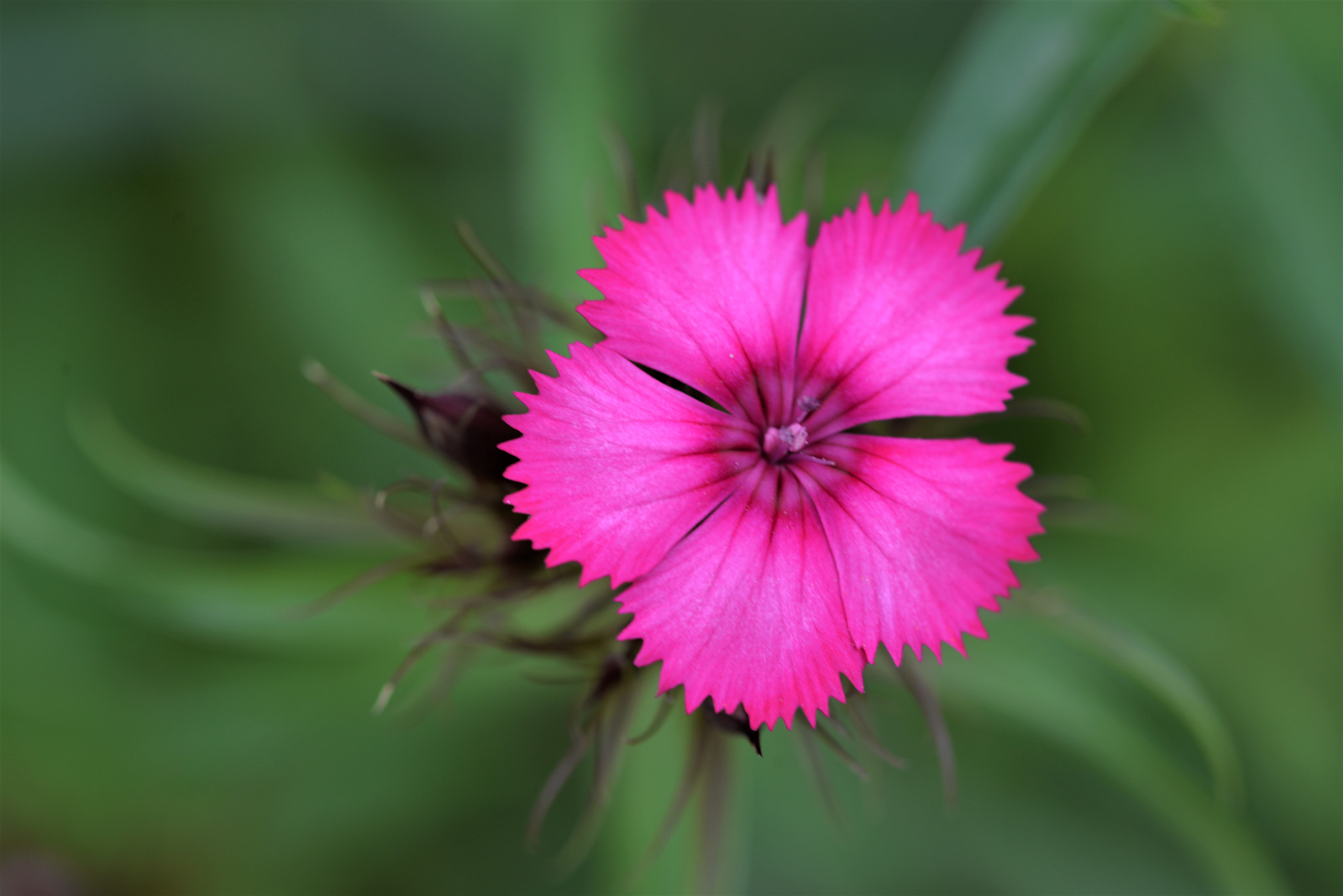 Sigma 105mm F2.8 EX DG OS HSM sample photo